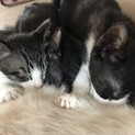 子猫3匹