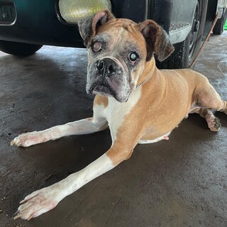 我慢強いボクサー犬ジュジュちゃん