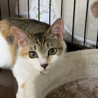 人懐っこいパステル三毛の女の子♡ふうちゃん