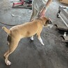 我慢強いボクサー犬ジュジュちゃん サムネイル4