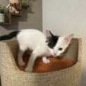 雑種の2ヶ月の男の子　　飛鳥