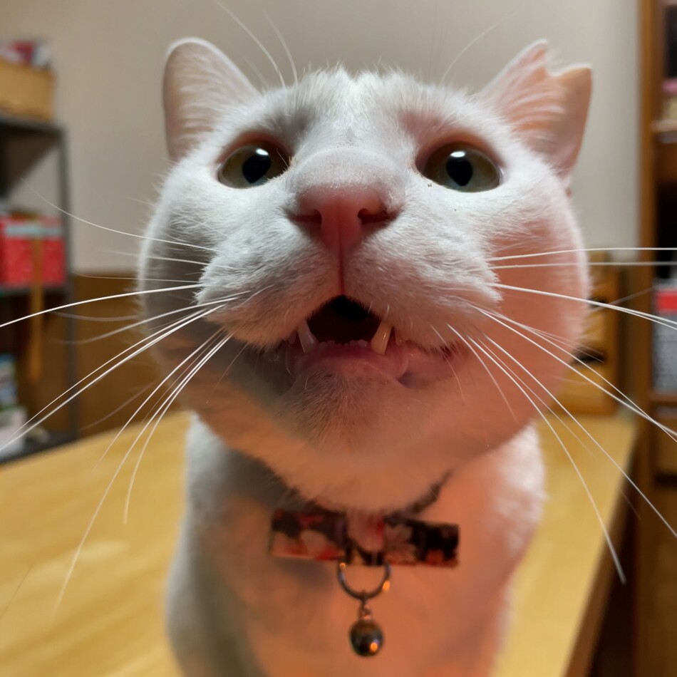 龍(りょう)のカバー写真