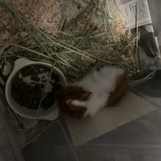 アビシニアンモルモット、生後3ヵ月です