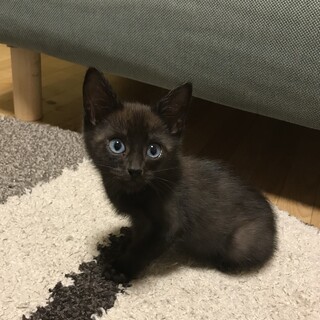 青い目が魅力の男の子。黒に近い焦げ茶色の毛並み