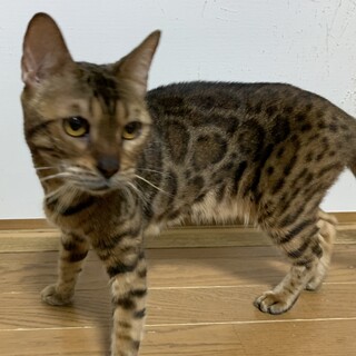 ベンガルの女の子です。人懐っこいです。