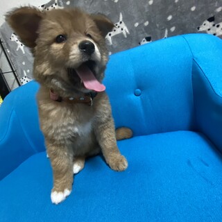 ルンちゃんのお家を探しています