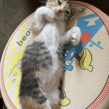 うちでは「猫の開き」と呼んでいます。