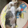 うちでは「猫の開き」と呼んでいます。