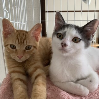 甘えん坊な可愛い兄妹（再募集）