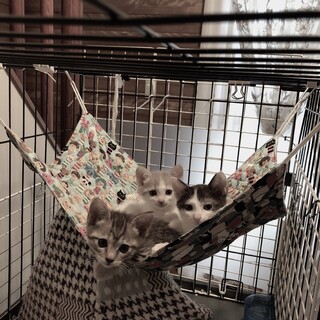 ちょっと珍しい色の子猫です。里親さん募集です。