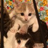 ちょっと珍しい色の子猫です。里親さん募集です。 サムネイル2