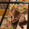 ちょっと珍しい色の子猫です。里親さん募集です。 サムネイル3