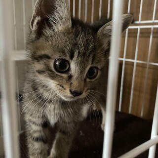 オス 2ヶ月 甘えんぼうです
