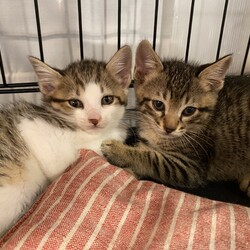 保護猫の譲渡会in横浜