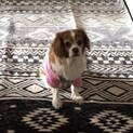キャバリア♀10歳　とても大人しく人懐っこいです。