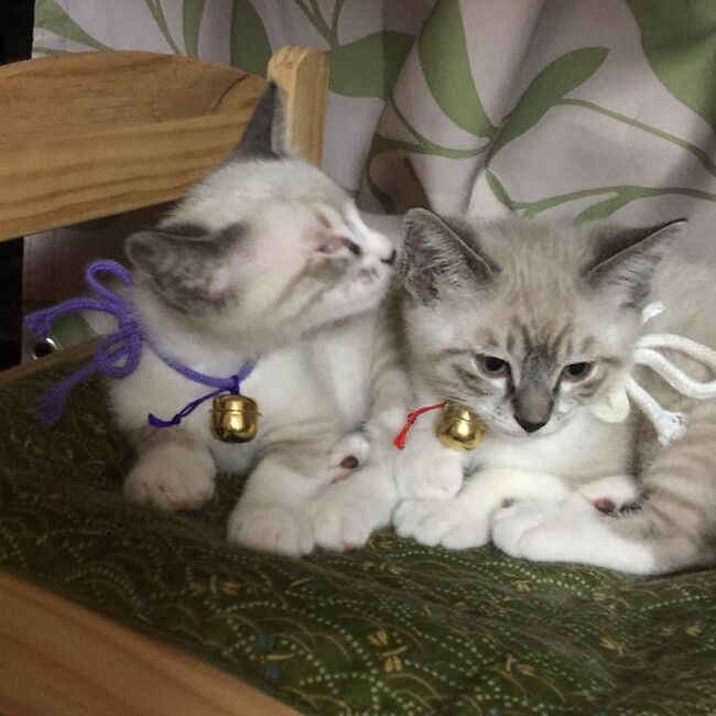 ぽーみゅー保護猫保育園　黒滝綾子のカバー写真