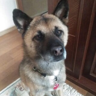 甘えん坊な男子「菊丸」