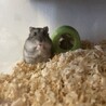 おねだり
