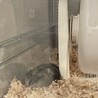 グラスハーモニー650プラスを買ったけど、結局寝るのは隅っこです。