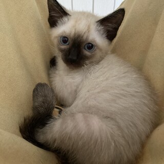 人馴れ訓練中!ご飯大好き★ガウディくん