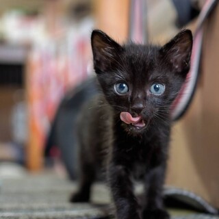 2ヶ月黒猫♂