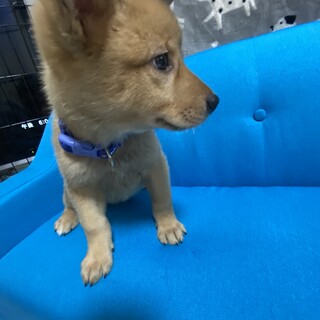 カン君の優しいお家を探しています