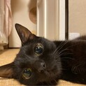 黒猫好きさん必見！【仲良し親子デージー家】