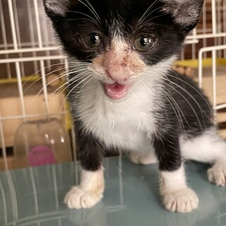 ハチワレ　白ソックス　超懐っこい男の子