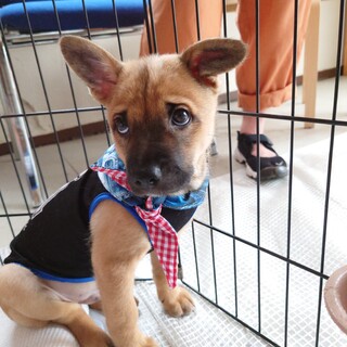 優しい男の子【ぶんた君】