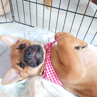 明るい・素直・元気！！子犬らしい【たろう君】