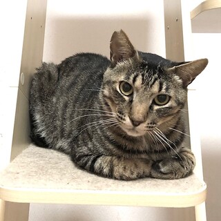 大きな身体でビビリです　ファンタ君