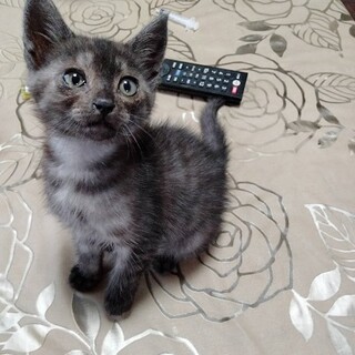 とってもフレンドリーコハクくん