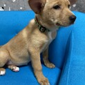 天真爛漫、テンちゃんのお家を探しています