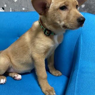 天真爛漫、テンちゃんのお家を探しています