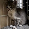 募集一時中止★ロシアンブルー風パステルカラー美猫