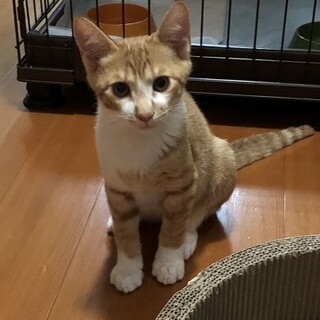 ゴロゴロスリスリ甘えっ子のムギくん