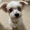ちょっぴりシャイなマルチの女の子しっぽちゃん