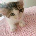 可愛い子猫兄弟☆黒オス、キジ白メスオス☆