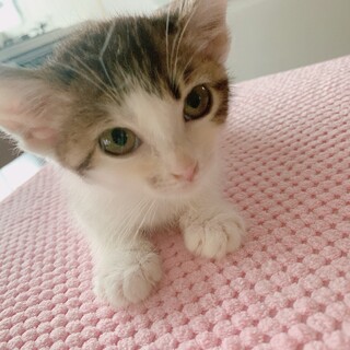 可愛い子猫兄弟☆黒オス、キジ白メスオス☆