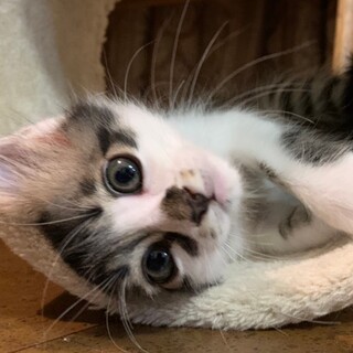 募集停止❤️キジ白男子ケビン