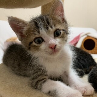 募集停止❤️キジサバ白男子レオン