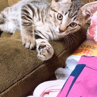 キジトラ　オス