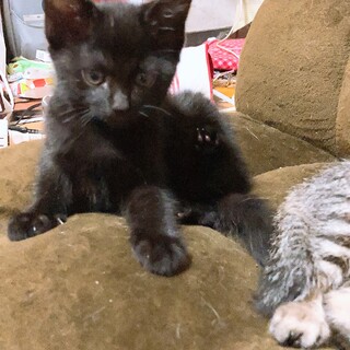 黒猫　メス