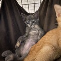 珍しい色合い！パステルサビちゃん