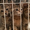 元気で人懐っこい