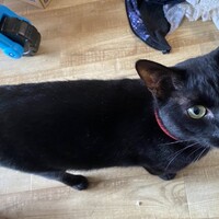 シャンドラ