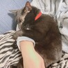 の写真