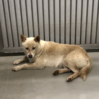 譲渡されました★ありがとうございました！