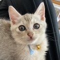 里親様を探しています、家族にして下さい。