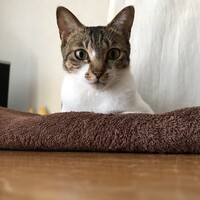 nica ニカ
